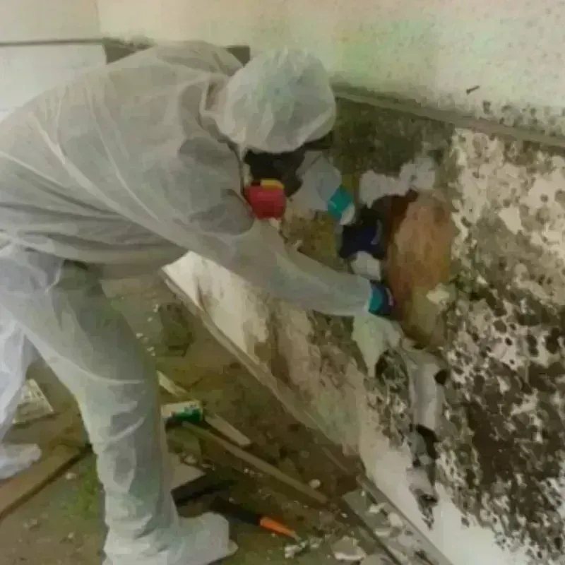 Mold Remediation and Removal in Clarendon Hills, IL